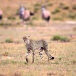 Réserve de chasse du Kalahari central