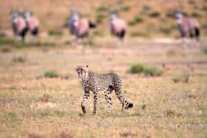 Réserve de chasse du Kalahari central