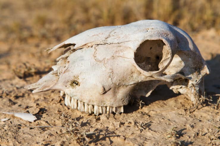 squelette animal bardenas
