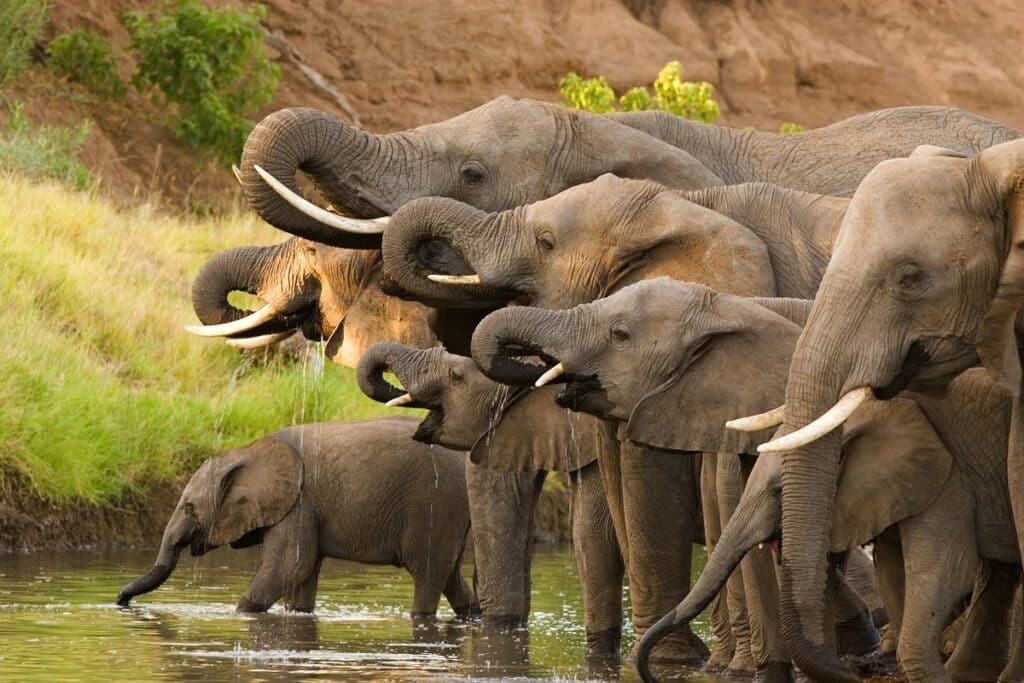 éléphants au Botswana