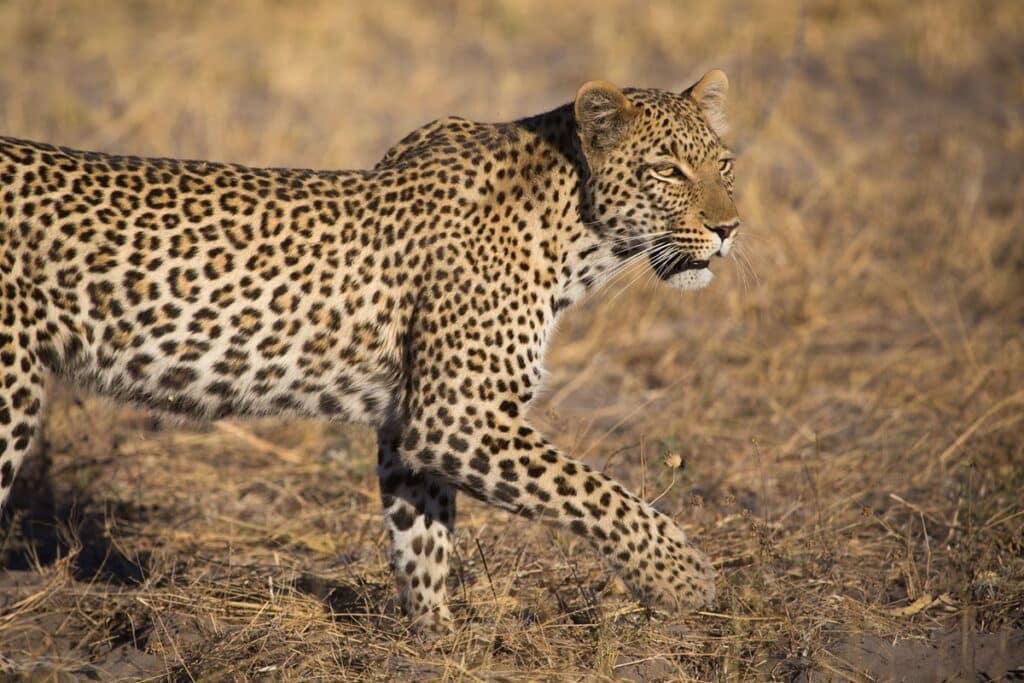 léopard au Linyanti