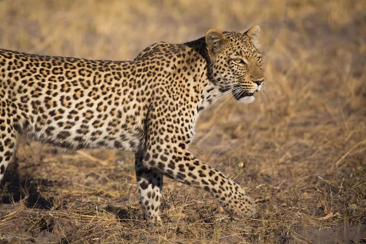 léopard au Linyanti