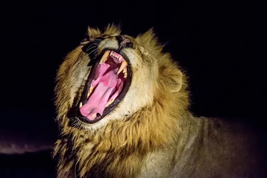 lion en safari nocturne