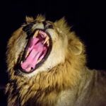 lion en safari nocturne