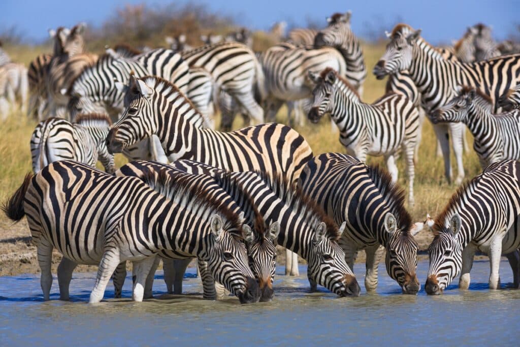migration des zèbres au Botswana