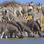 migration des zèbres au Botswana