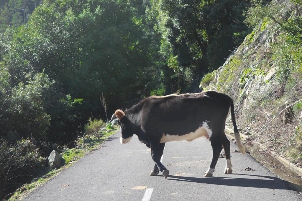 vache sur la route en Corse
