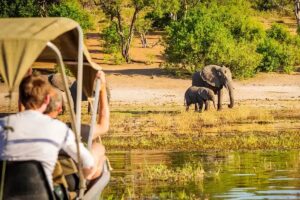 Meilleures destinations safari au Botswana