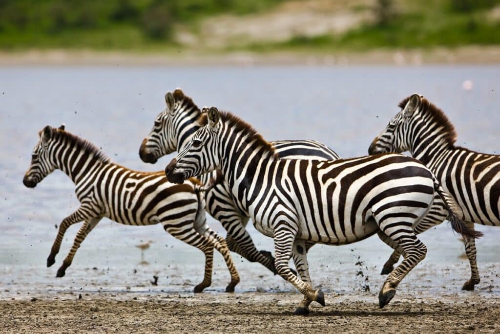 migration des zèbres au Botswana