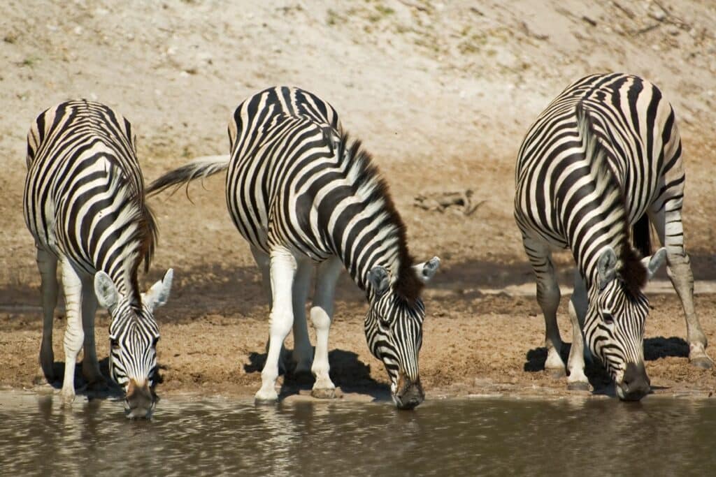 zèbres au Botswana