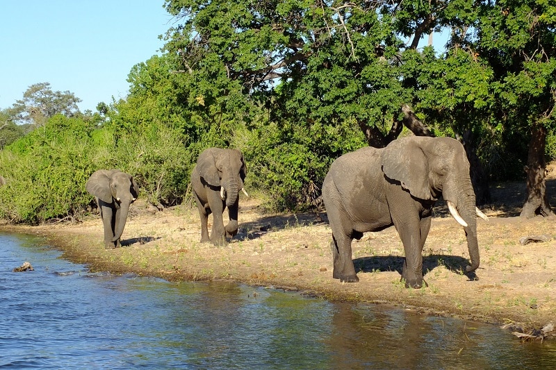 éléphants rivière zambeze
