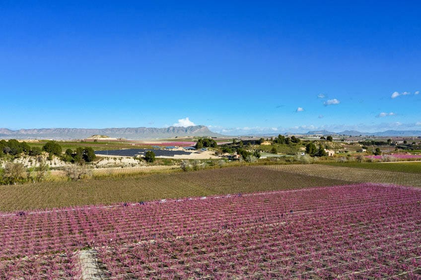 cieza