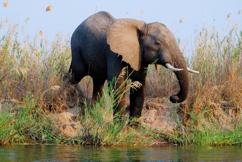 éléphant rivière zambeze