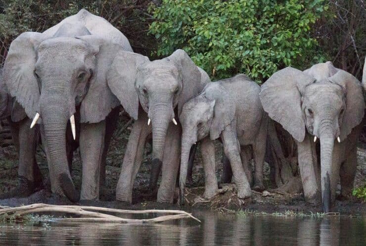 éléphants