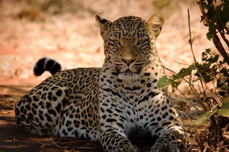 léopard en zambie