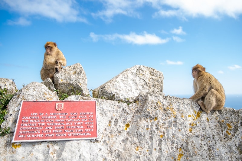 Gibraltar singes