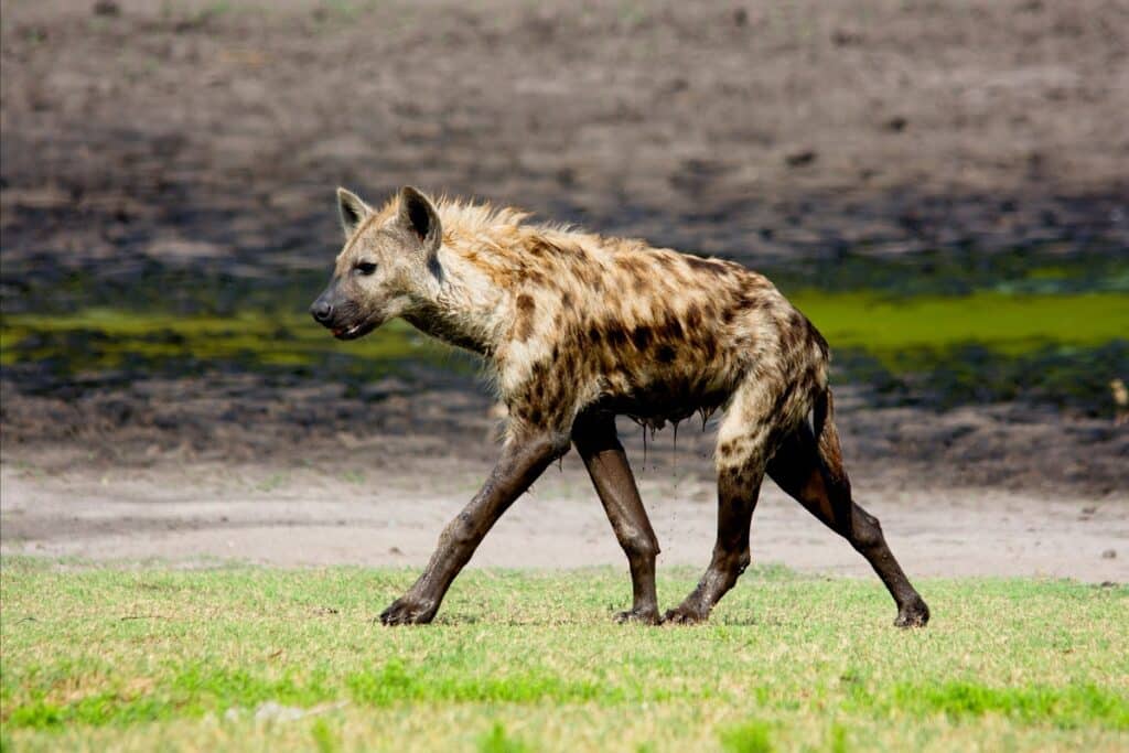 hyène Liuwa plains