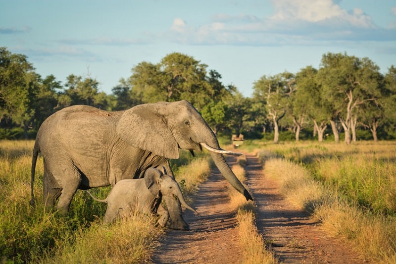où voir des éléphants en afrique