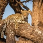 Réserve de Sabi Sands