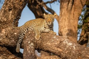 Réserve de Sabi Sands