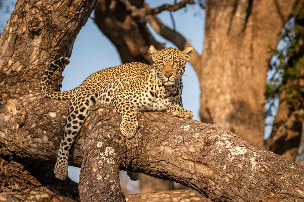 Réserve de Sabi Sands