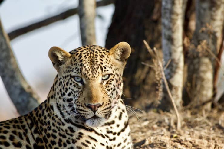 léopard zambie