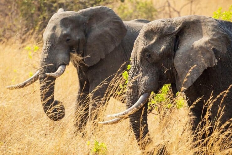 éléphants kafue
