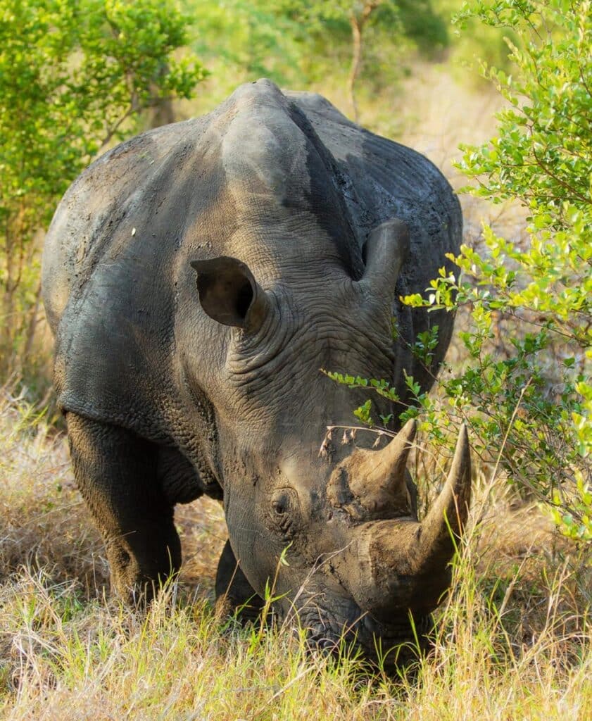 réserve de sabi sands rhinoceros