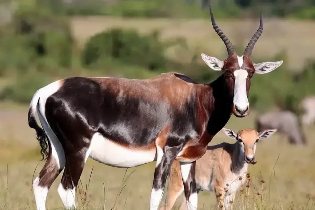 Les plus belles antilopes d'Afrique