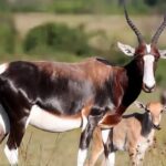 Les plus belles antilopes d'Afrique