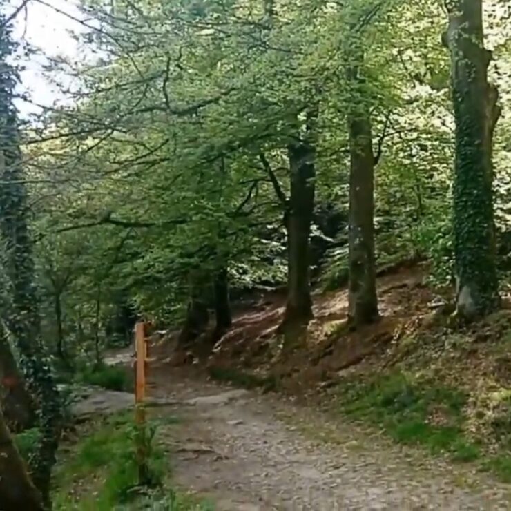 pont aven bois d'amour