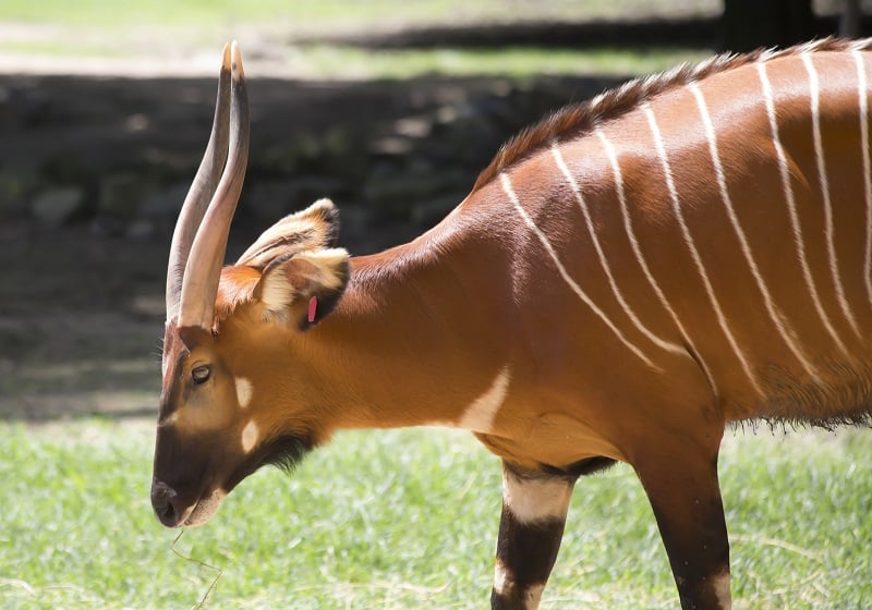antilope bongo