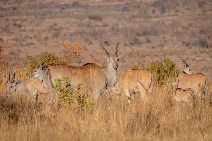 belles antilopes afrique