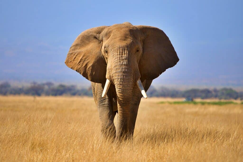 Où voir des éléphants en Afrique