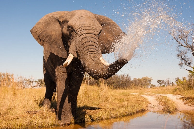 voir des éléphants en afrique