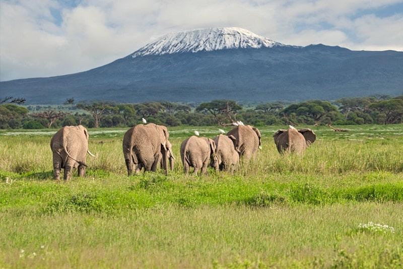 éléphants Kilimandjaro
