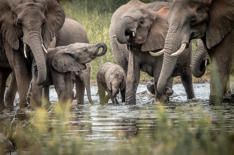 éléphants en afrique