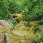 La forêt de Huelgoat