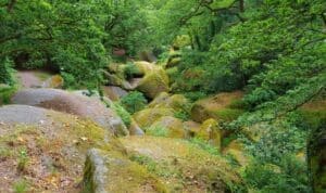 La forêt de Huelgoat