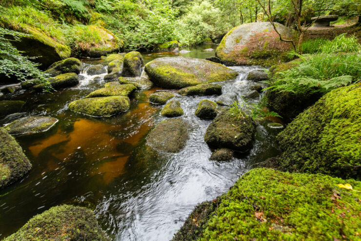 la forêt de huelgoat