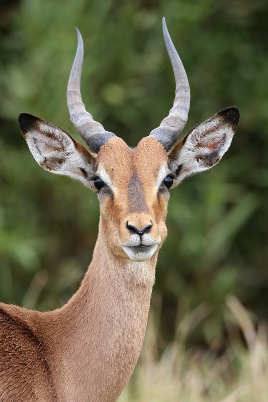 impala male