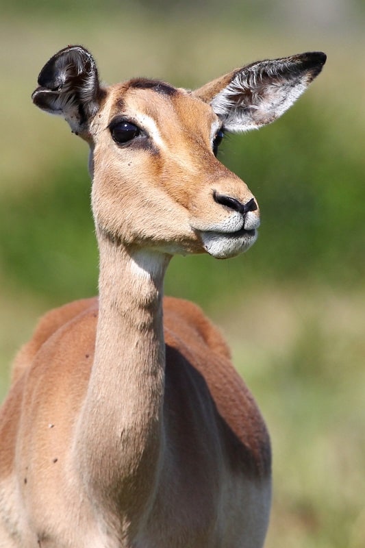 impala femelle