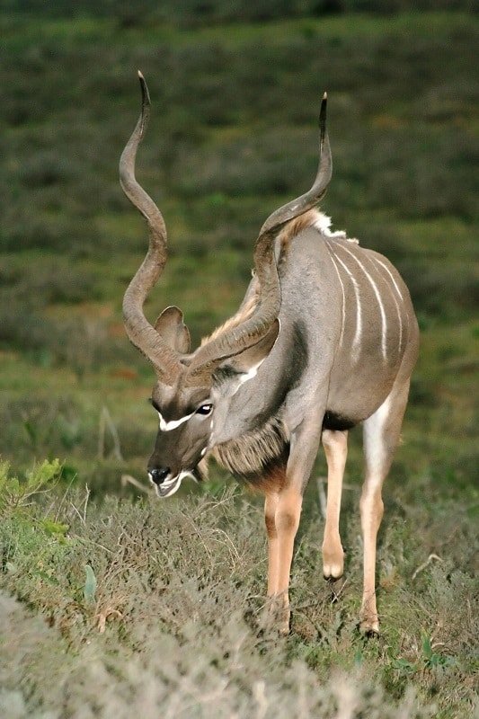 plus belle antilope d'afrique