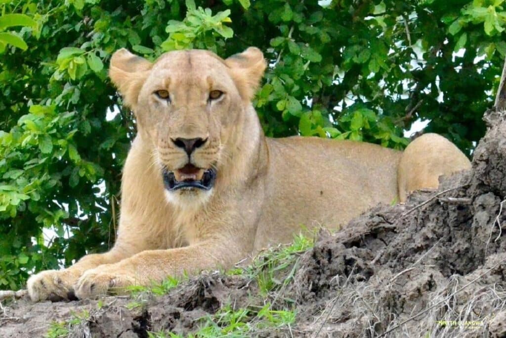 lionne en Zambie