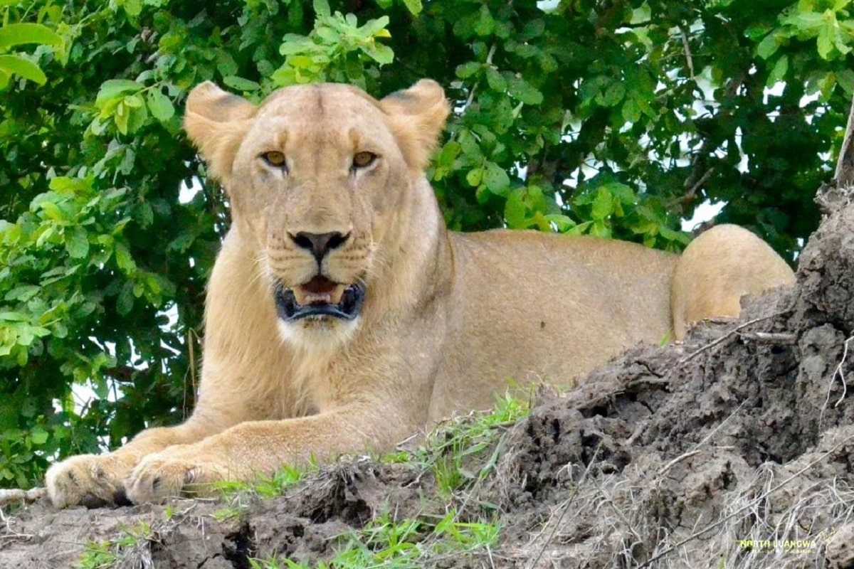 safari zambie lion