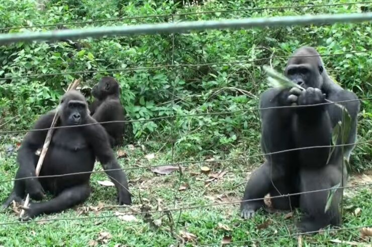 gorilles parc mefou