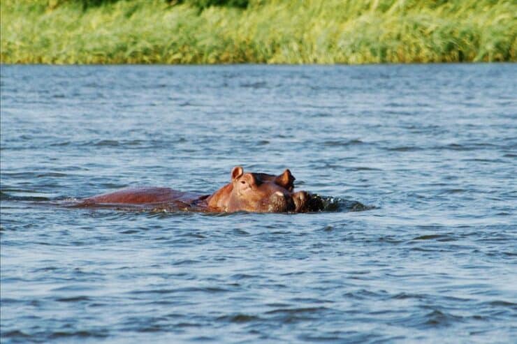hippopotame rivière zambeze