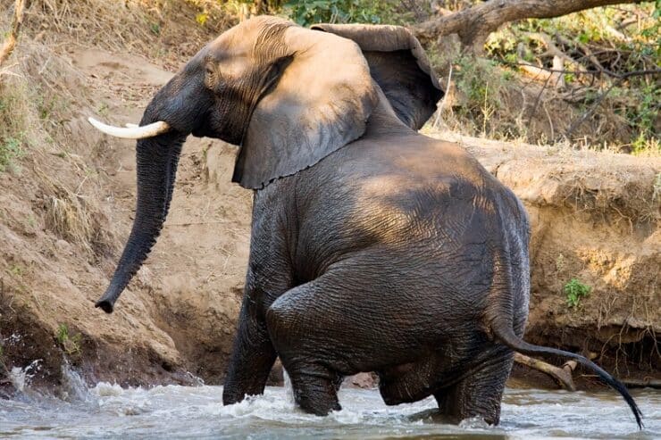 éléphant