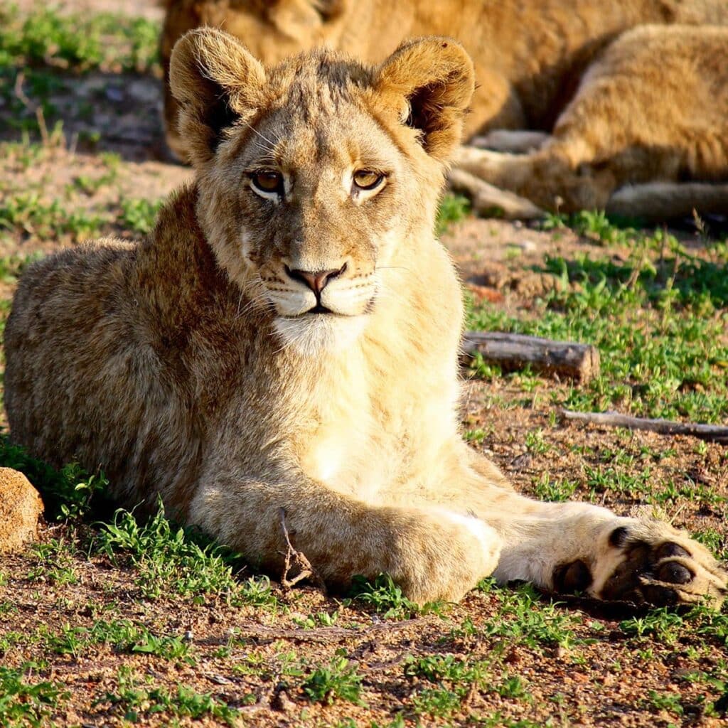 lion sabi sands