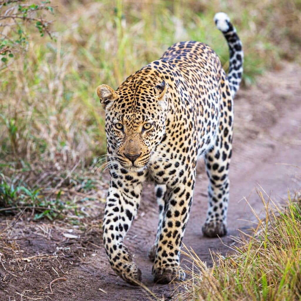 léopard sabi sands